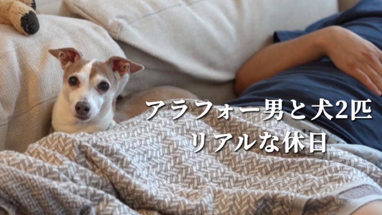 アラフォー男と犬2匹のリアルな休日【イタグレ】【ウィペット】