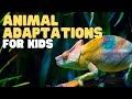 Animal adaptations for kids learn about physical life cycle and behavioral adaptations of animals