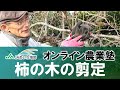 柿の木の剪定方法についてご紹介します！