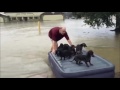 Puppies rescued from flood waters