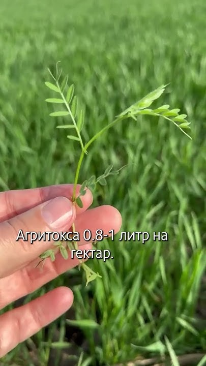 Вика посевная (горошек) в пшенице - YouTube