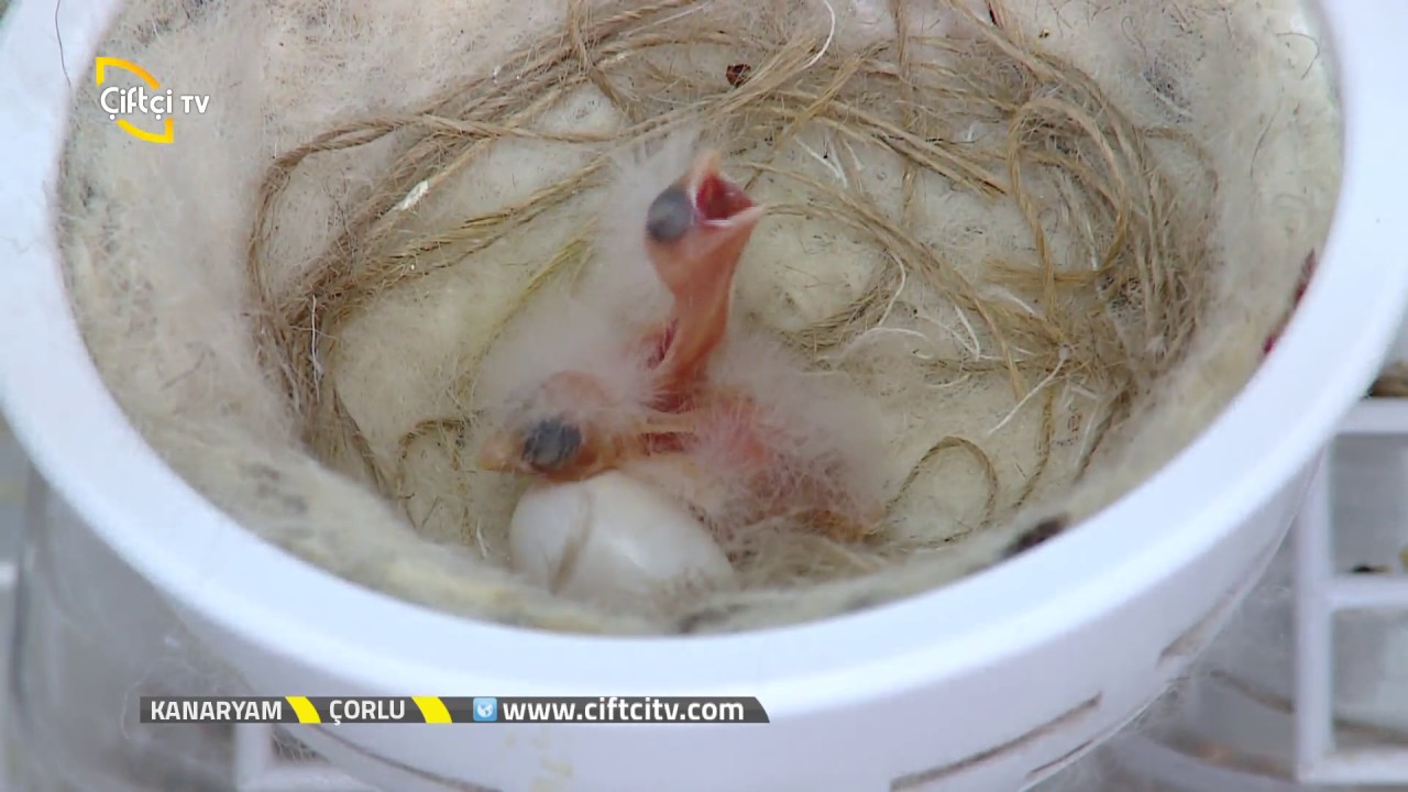 Kanaryam-Nord Hollandis Irkı Kuşları İnceliyoruz...