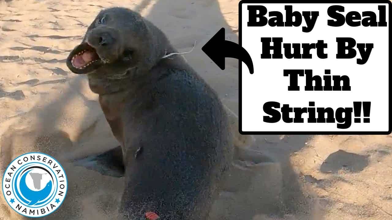Baby Seal Hurt By Thin String YouTube