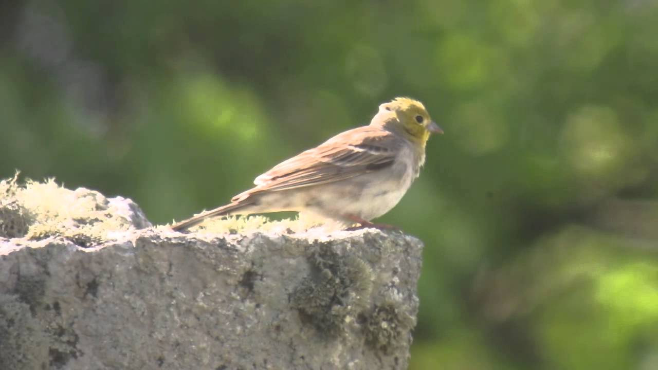 2.5.15 Bruant cendré (Emberiza c. cineracea, Cinereous Bunting) 