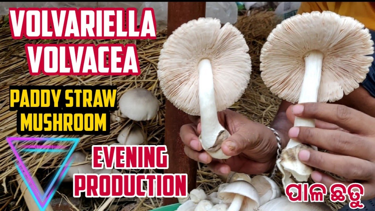 How to Grow Paddy Straw Mushrooms - Volvariella volvacea - Mushroom Mountain