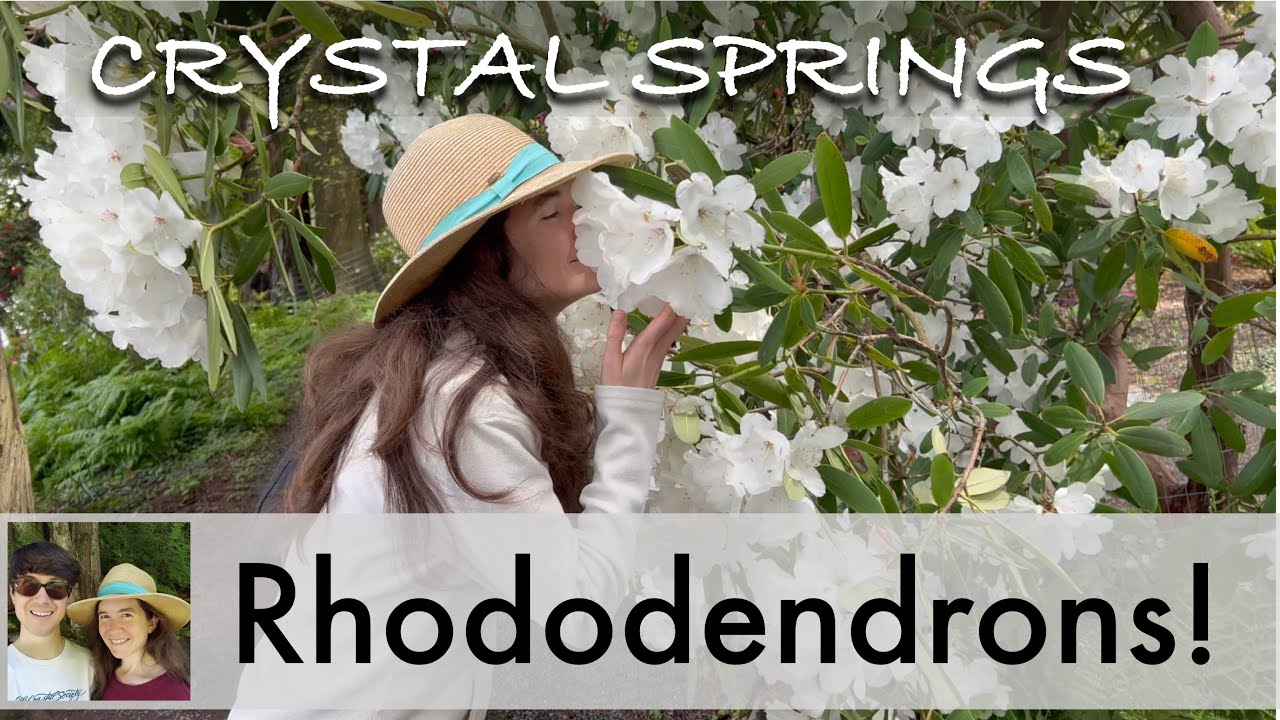 Visit the Rhododendron Garden in Portland (Crystal Springs Rhododendron Garden)!