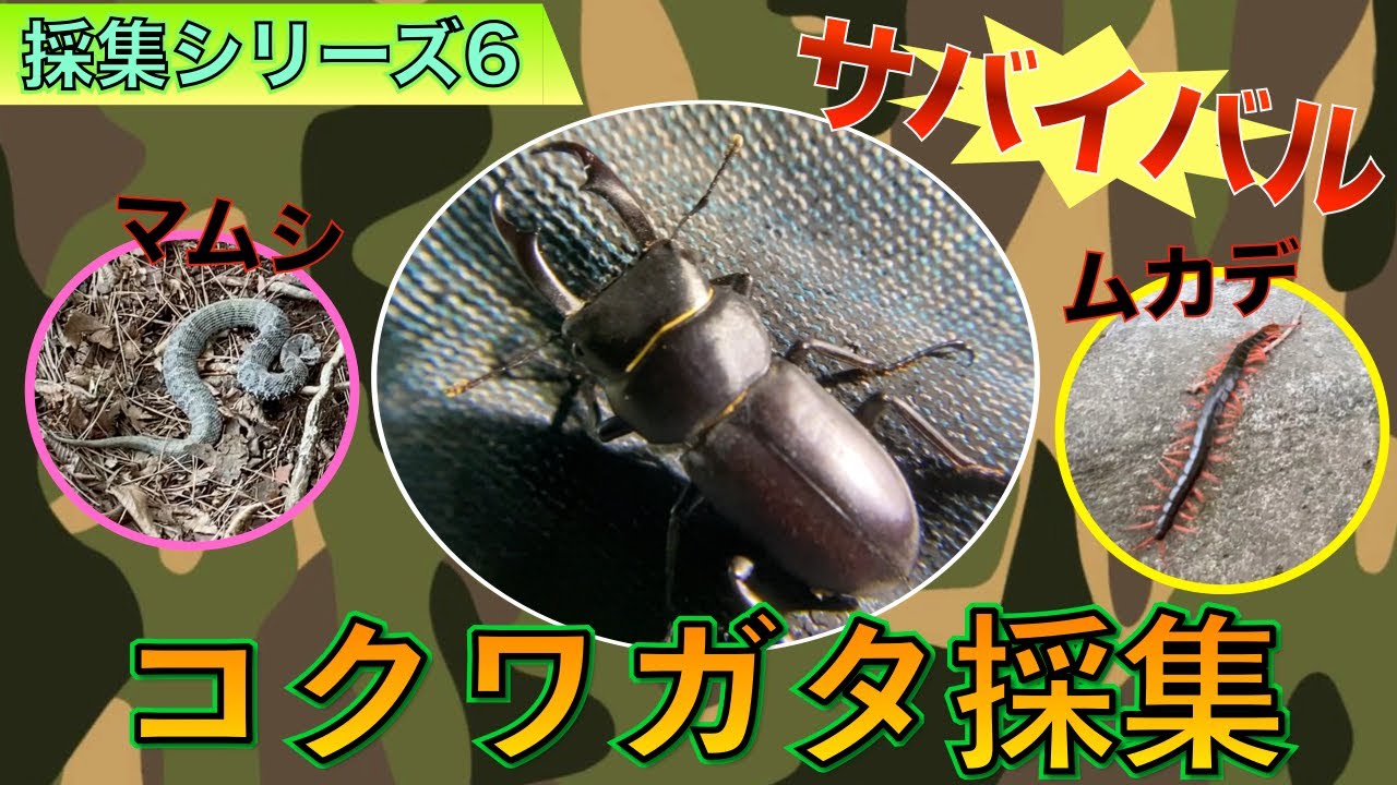第6弾 危険生物出没 コクワ採集にあなどるな クワガタ全種類制覇 クワガタ採集動画insect Collecting Youtube