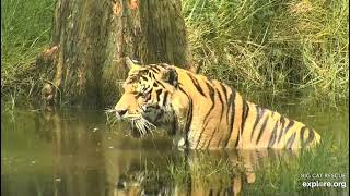 A lovely soak. Jasmine tiger at Big Cat Rescue.