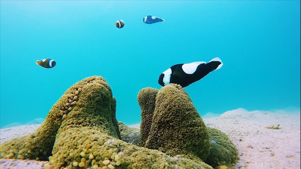 Clownfish family The Real Nemo ปลาการ์ตูนสีดำน่ารักแห่งเกาะกูด | Gatang ...