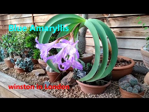 The Plant Traveller: Blue Amaryllis #Worsleya procera - YouTube