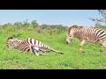 Zebra Stallion Crushes Foal Mid Birth While Mom Fights Back 