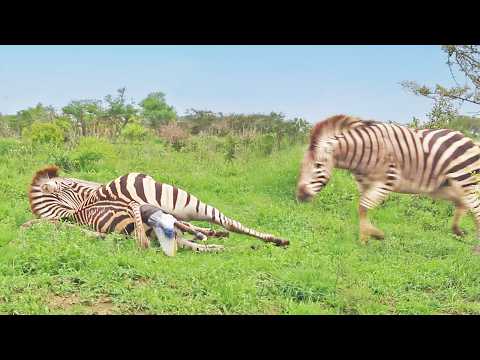 Zebra Stallion Crushes Foal Mid Birth While Mom Fights Back