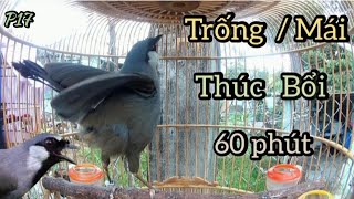 Khướu Trống Mái Hót Múa 60 phút. Nhiều Chất Giọng, Thúc Bổi Lên Lửa Cực nhanh