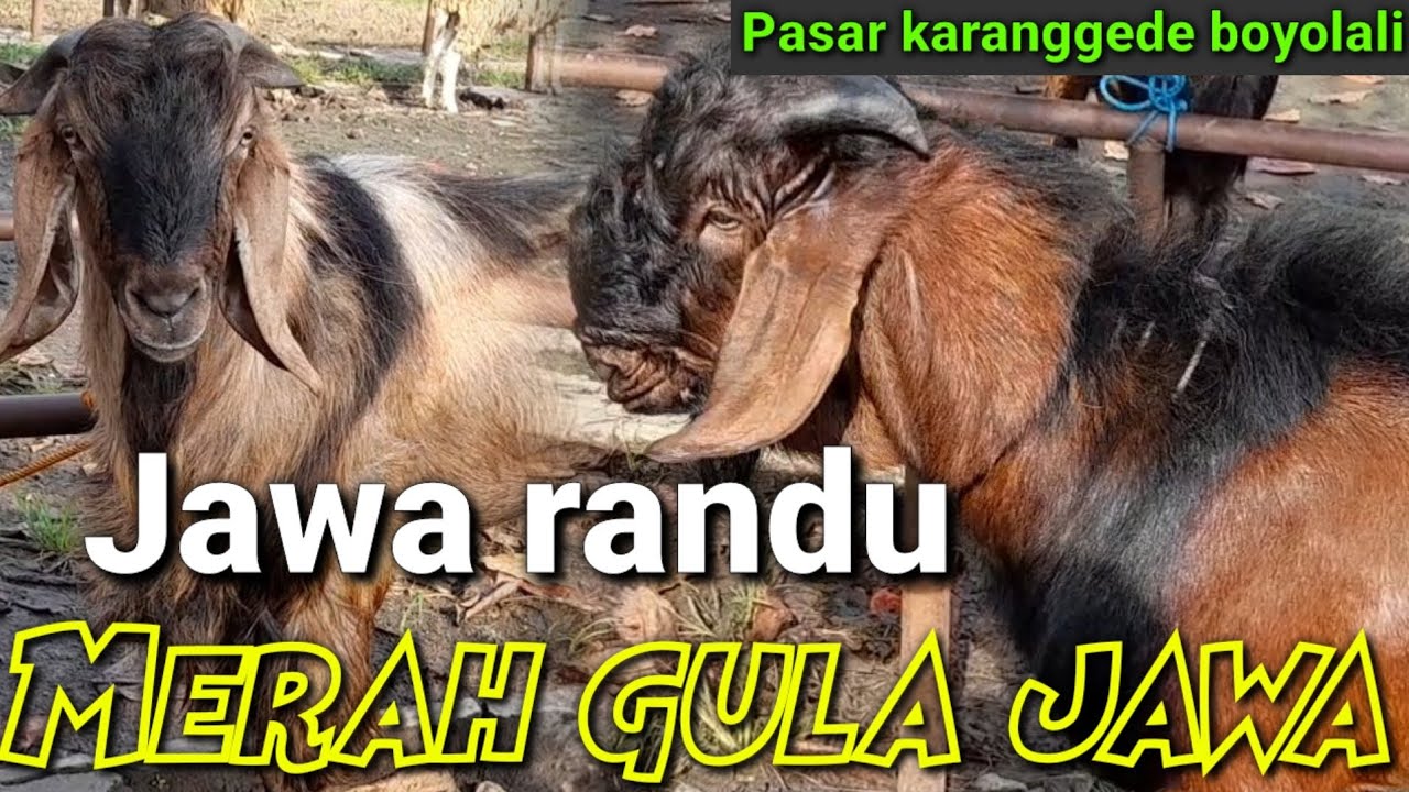 INFO !! HARGA KAMBING DI PASAR HEWAN KARANGGEDE BOYOLALI JAWA TENGAH.