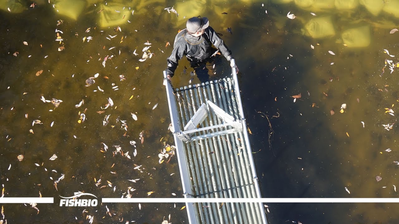 Carmel River Weir - How does it work?
