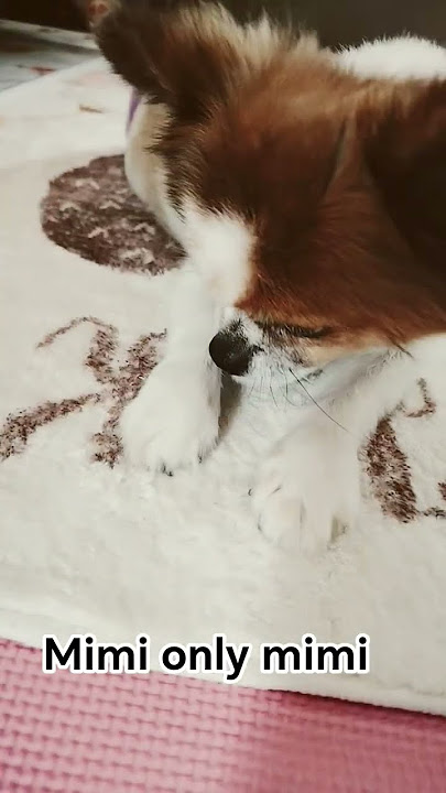 mimi only mimi #subscribe #everyoneeverywhere #viralvideo #dogslover #support 😉 #satisfying