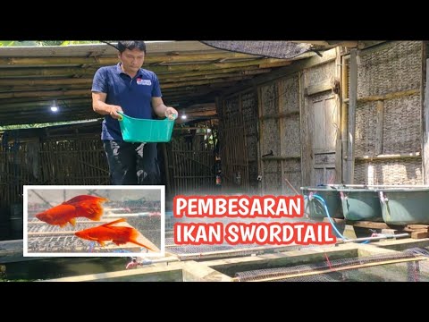 Ikan Mas Pedang Songkiam