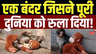 Baby Monkey Viral Video : बेबी मंकी बना इंटरनेट स्टार, क्या है पूरा मामला देखिए?| Viral News | Japan screenshot 2