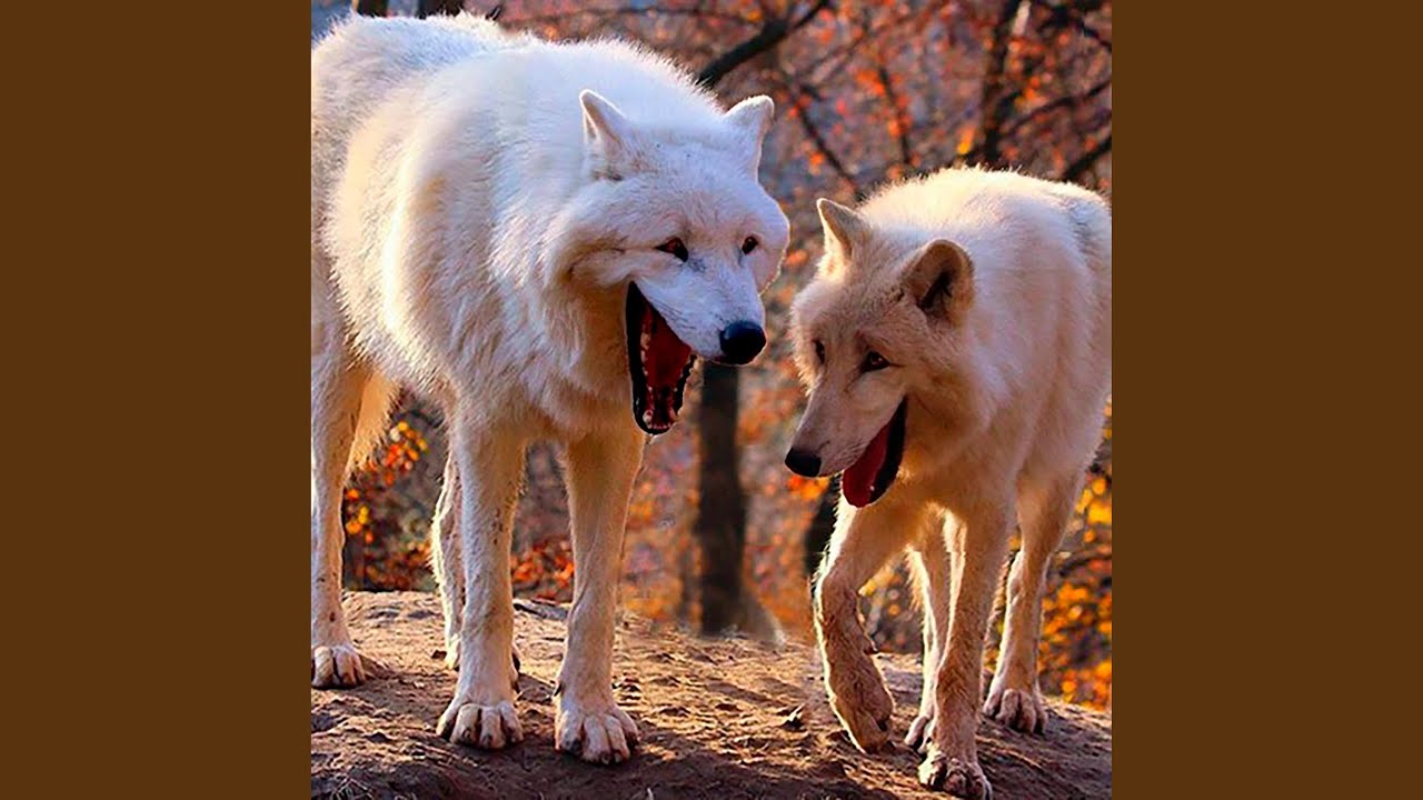 Watch Wolves on YouTube Watch Wolves on YouTube