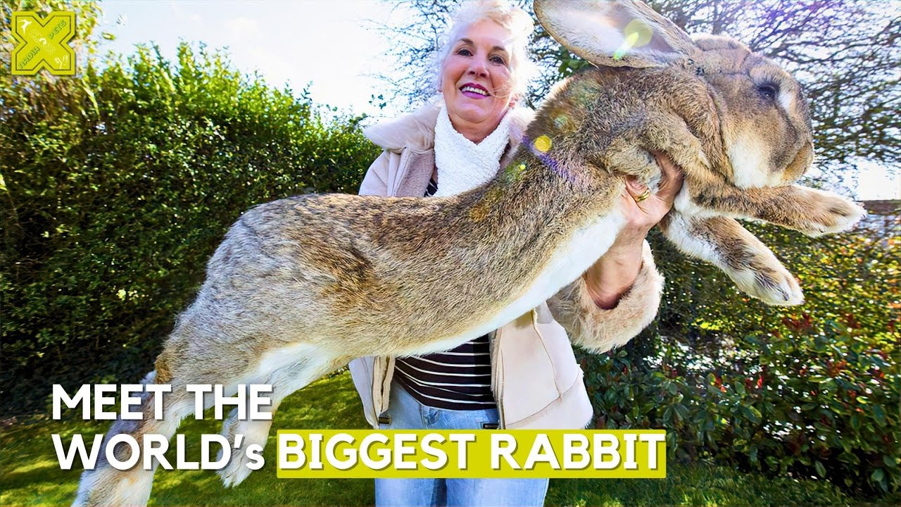 Meet the world's biggest rabbit - Darius | Largest Bunnies