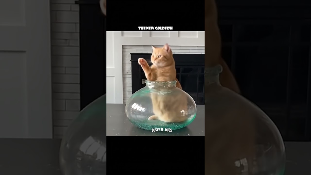 Кот заползает в аквариум с золотыми рыбками.