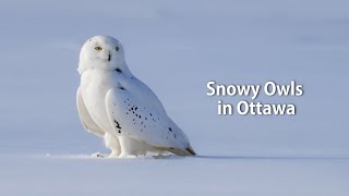 Snowy Owls in Ottawa