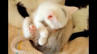 Funny Cat Pusia. 06. Милые котята спят и толкаются рядом с кошкой. Funny Cat Pusia. 06. Милые котята спят и толкаются рядом с кошкой.