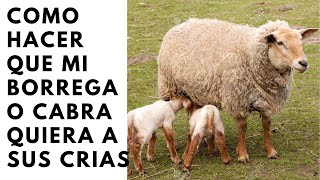Como Hacer Que Mi Borrega O Cabra Quiera A Sus Cras