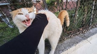 This Cat Is Crazy! Attacks the Moment You Touch It.