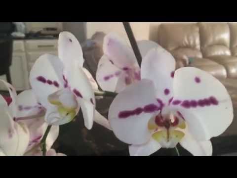 Почему орхидея сбрасывает цветы и бутоны. Мой личный опыт.