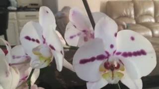 Почему орхидея сбрасывает цветы и бутоны. Мой личный опыт.(, 2016-08-20T02:11:46.000Z)