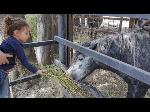 جوله داخل حديقه الحيوان فى تبليسي