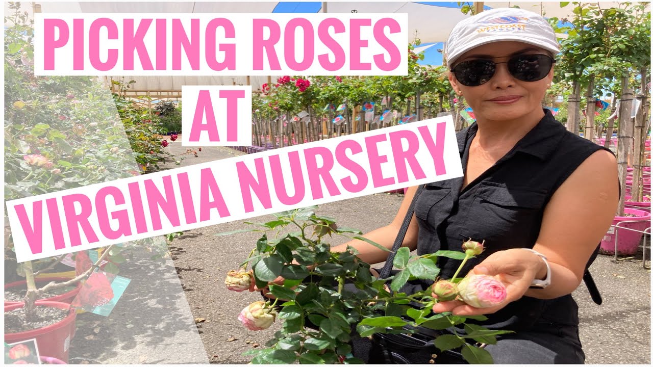 Picking roses & flowers  at Virginia Nursery