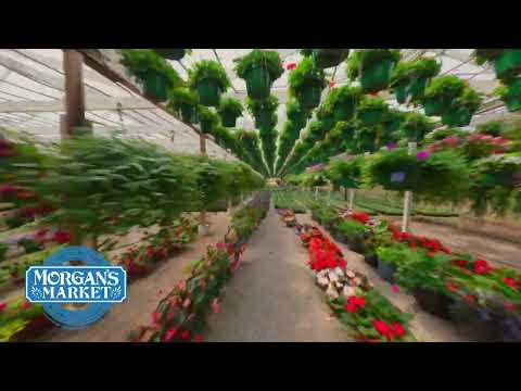 Spring Is Here | Indoor Drone Tour Commercial for Coweta Greenhouses