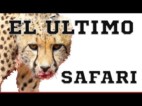 Vídeo: Safari Tour Tiene Un Susto Que Te Paraliza El Corazón Cuando El Guepardo Salta Al Asiento Trasero