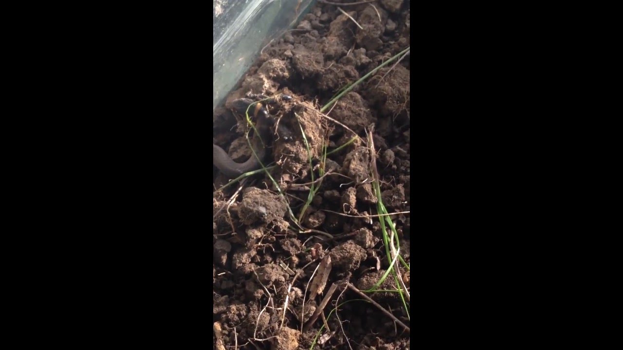 My Ring snake eating