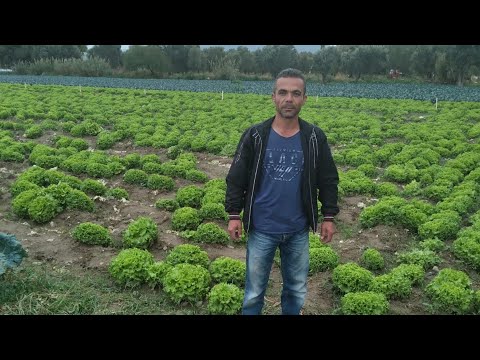 FARE KULAĞI NASIL