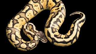 About 6 years ago my first ball python pork chop #reptiles #ballpython 