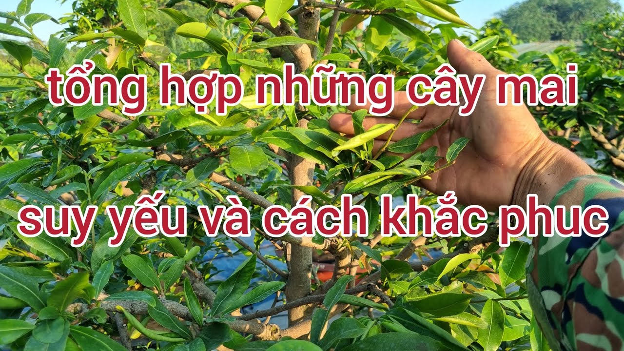 Tổng hợp những cây mai suy yếu và cách chăm sóc cho từng cây cũng khác nhau