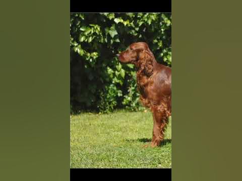 едит ирландский сетер. - YouTube