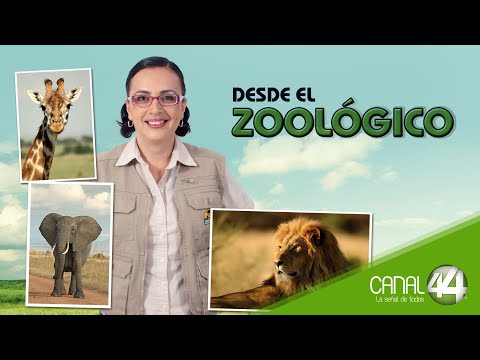 Video: No Ark: Misión de conservación de los zoológicos Shirk, cargo de la crítica