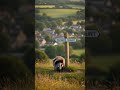 Badgers Mount , yes, they do #badgers #animals #wildlife #funny  #reproduction #mount #countryside