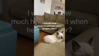 Kittyo Like I Just Had To Be Me Even Though I Hit Burnt