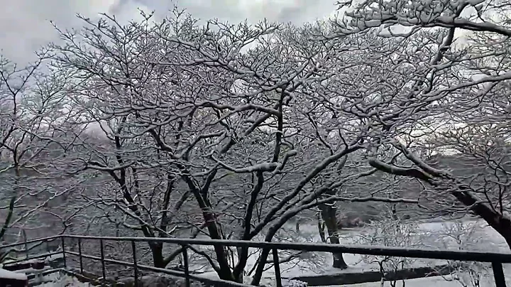 Branches & grounds are covered with white   ...