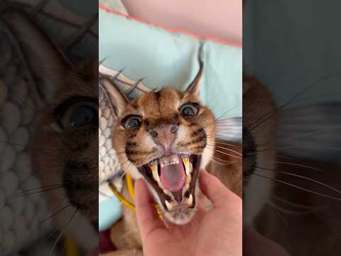 Let’s pet Pumba together 🥰