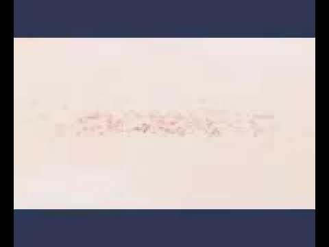 قطه مخربشه