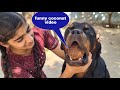 My dog steals anshu's coconut||funny dog videos||rottweiler dog.
