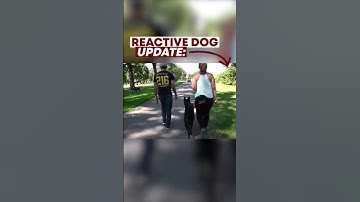 Reactive Dog Update: #dogtraining #shorts #dogtrainer #shortsvideo #dogs #reactivedog #dogtrainers