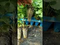 #StrawberrySeedlings #SeedlingNursingBase #Agriculture #AgriculturalPlanting