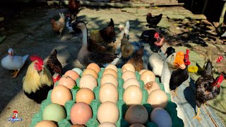 Juntando HUEVOS en el GALLINERO  Alimentando a